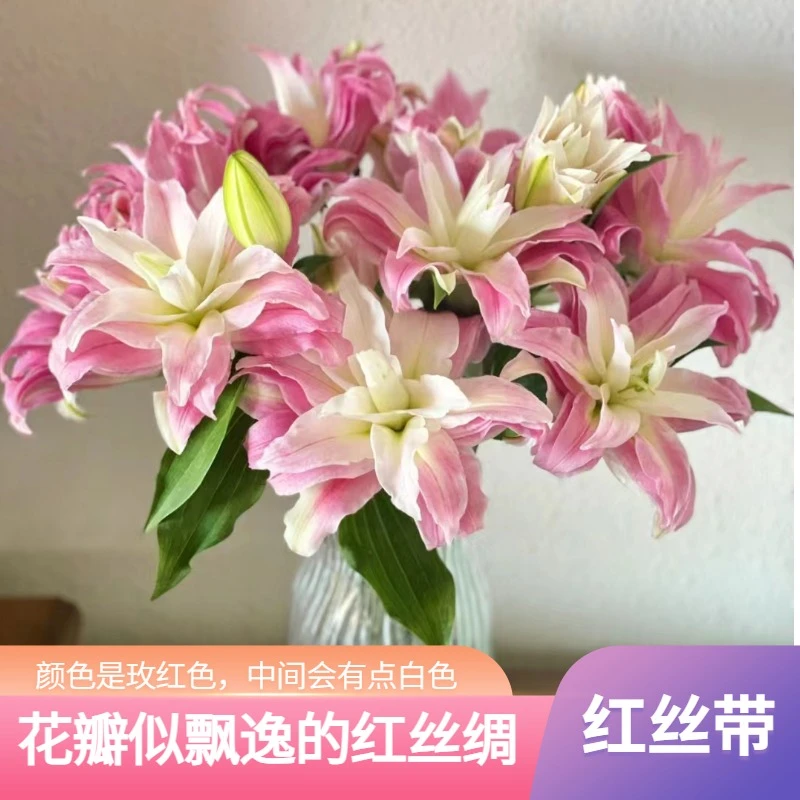 [陶花源•重瓣百合红丝带] 云南基地新鲜采摘 水养鲜花 插花清香