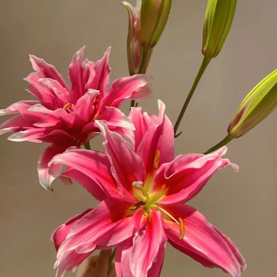 [陶花源•重瓣百合艾莲娜] 云南基地新鲜采摘 渐变色水养鲜花 插画