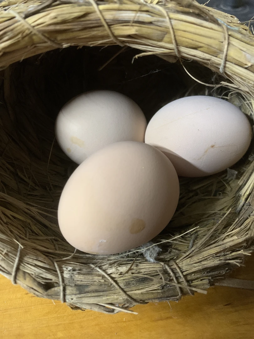 天美土鸡农场土鸡蛋