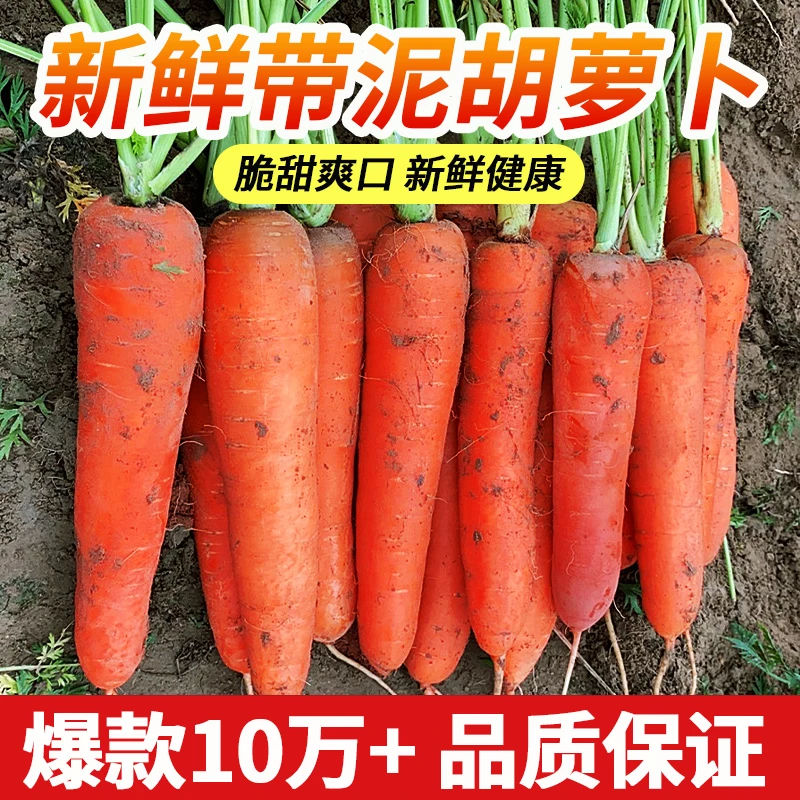 河南农家自种新鲜带泥胡萝卜现挖现发