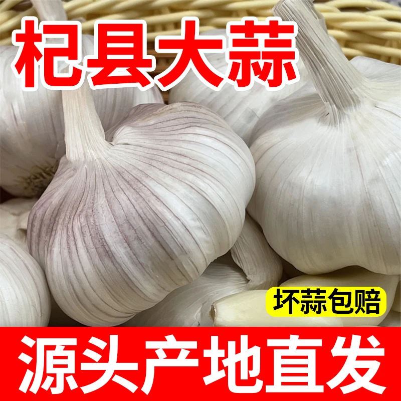 3斤【杞县源头大蒜】农家自种老品种大蒜紫白皮产地直发蒜粒饱满