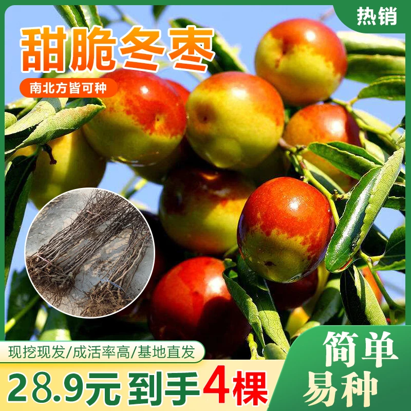 【28.9元4棵】（早）特大活苗冬早 盆栽地栽庭院南北方栽种