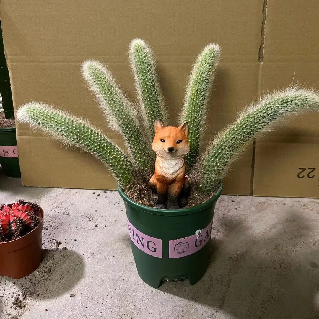 九尾狐猴尾柱进口多肉植物仙人掌类软毛稀有多肉品种九尾狐花长毛