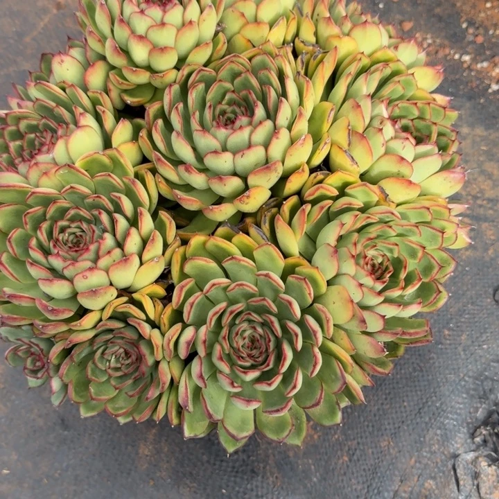 萤火虫大群多肉植物