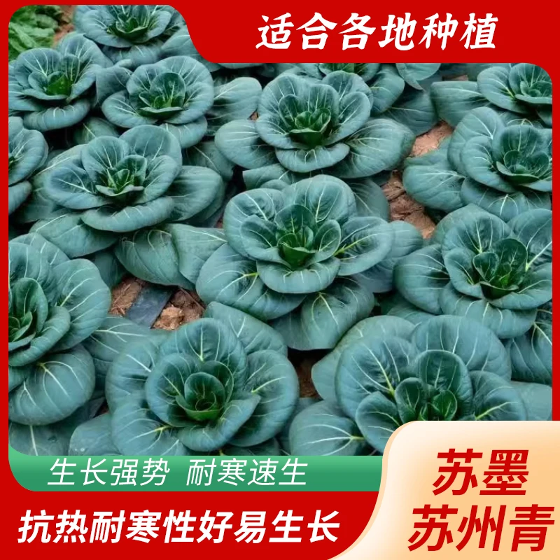 四季种植苏墨苏州青种子抗寒耐冻高出芽率高蔬菜种子易种产量高