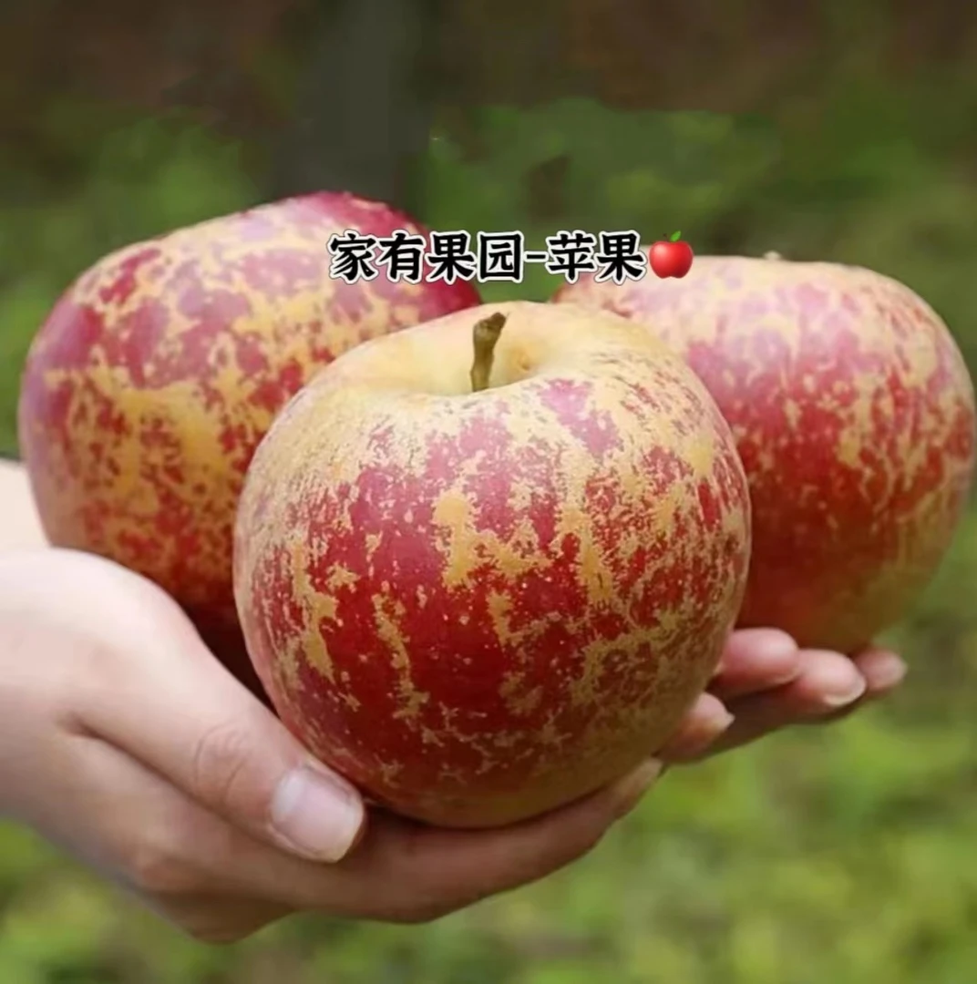 水果蔬菜 > 水果 > 苹果