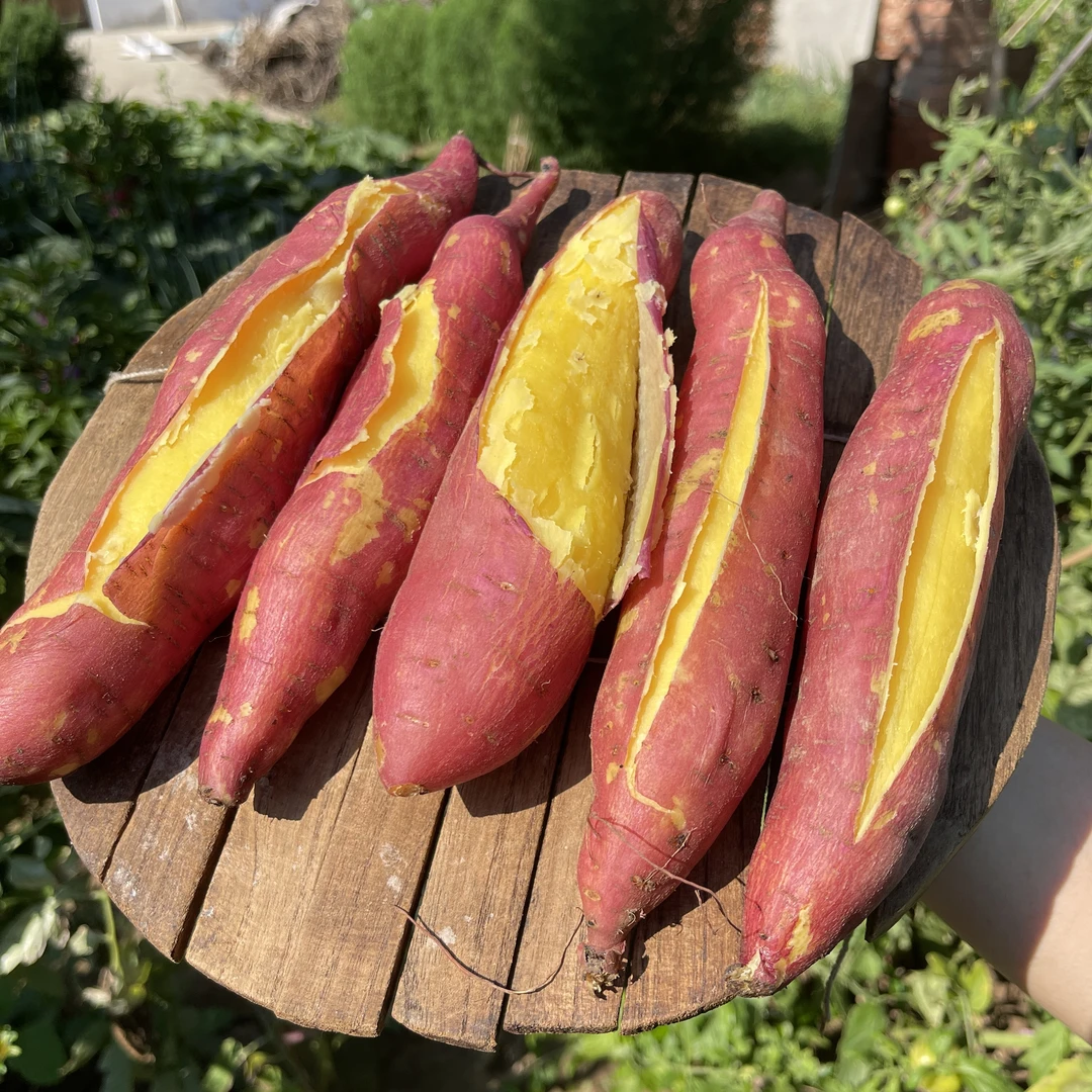 陕西临潼板栗红薯3斤/5斤/9斤干面甜传统蒸煮生态烤红薯种植自产