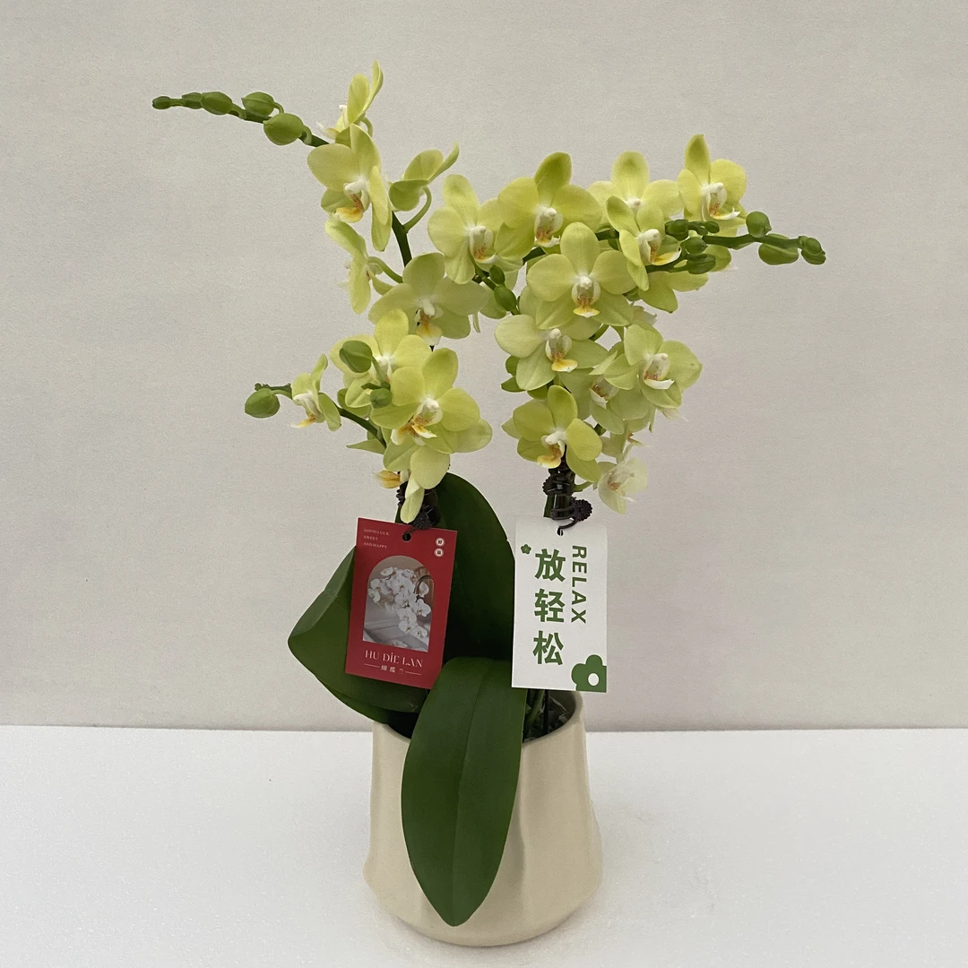 【台大微笑】 精品耐开好养高品质蝴蝶兰带花带花苞室内高端花