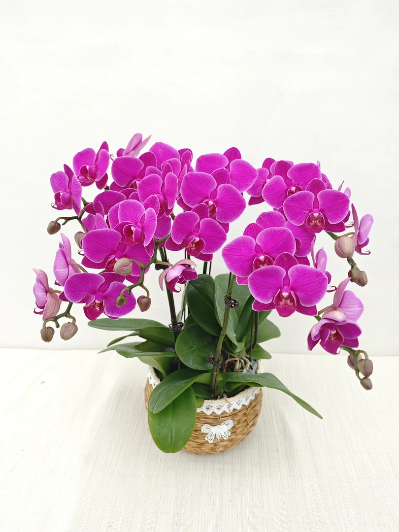 【福星】精品耐开好养高品质蝴蝶兰带花带花苞室内高端花