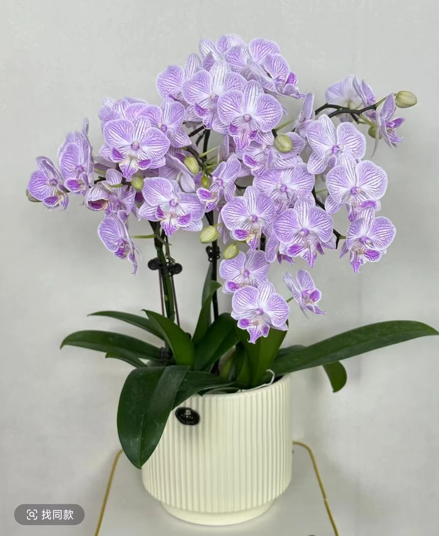 蝴蝶兰【小樱花】精品耐开好养高品质带花带花苞室内高端花