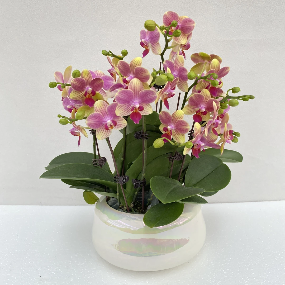 蝴蝶兰【夏日】精品耐开好养高品质带花带花苞室内高端花