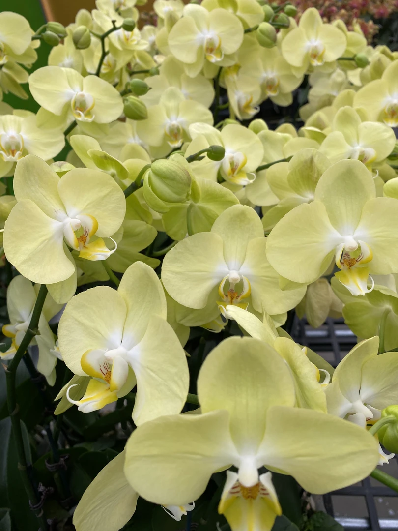 【芳美神话】介意勿拍微瑕绿色系耐开好养高品质蝴蝶兰室内