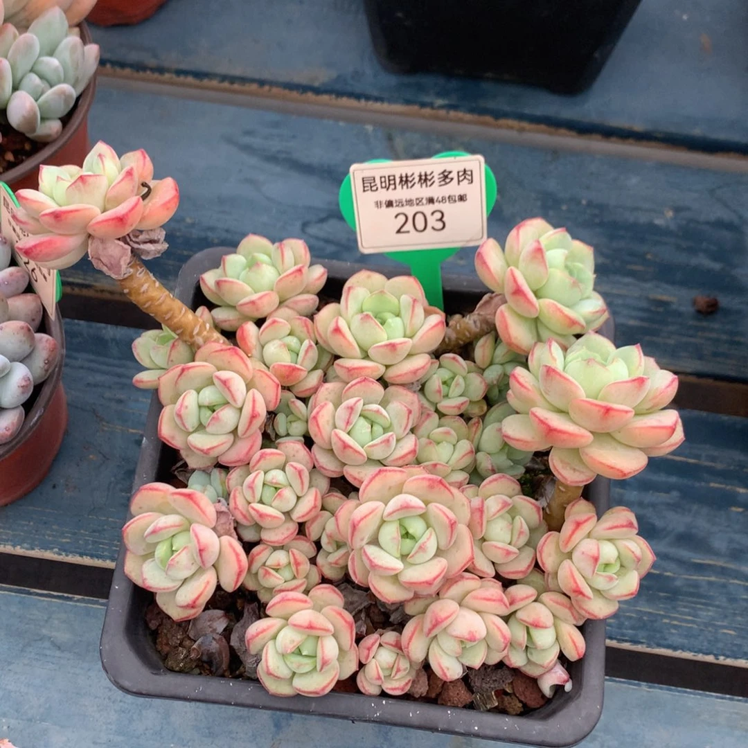 ?**茄香草老桩无砍203