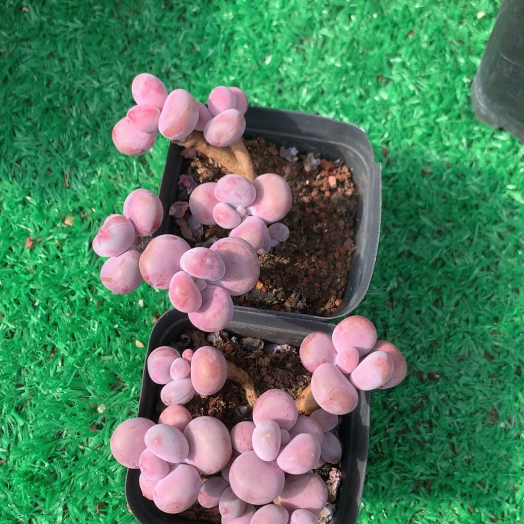 腰子蛋老桩两颗一物一拍