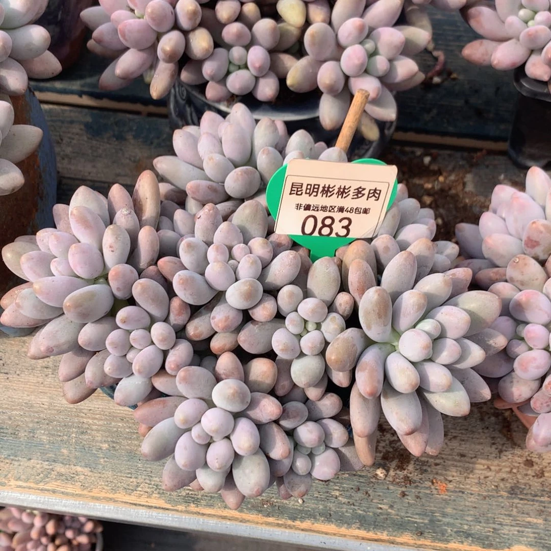 人**奏粉色恋人老桩无砍083