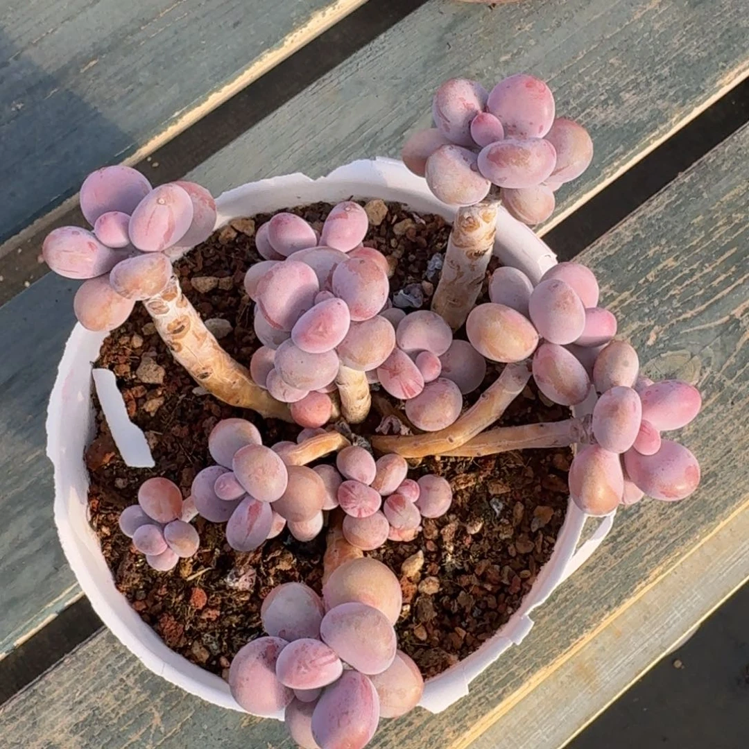 腰子蛋老桩一物一拍