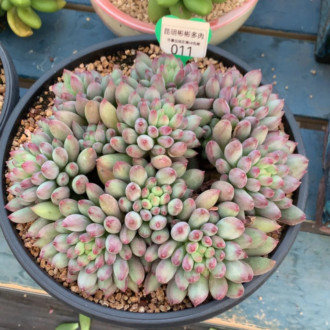 ?岩字无砍老桩011