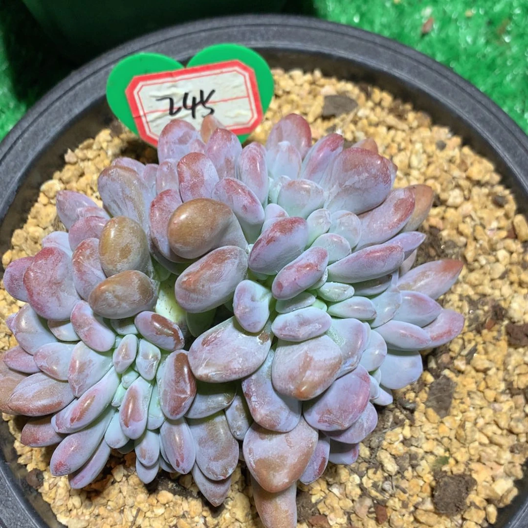 粉色缀化一物一拍245