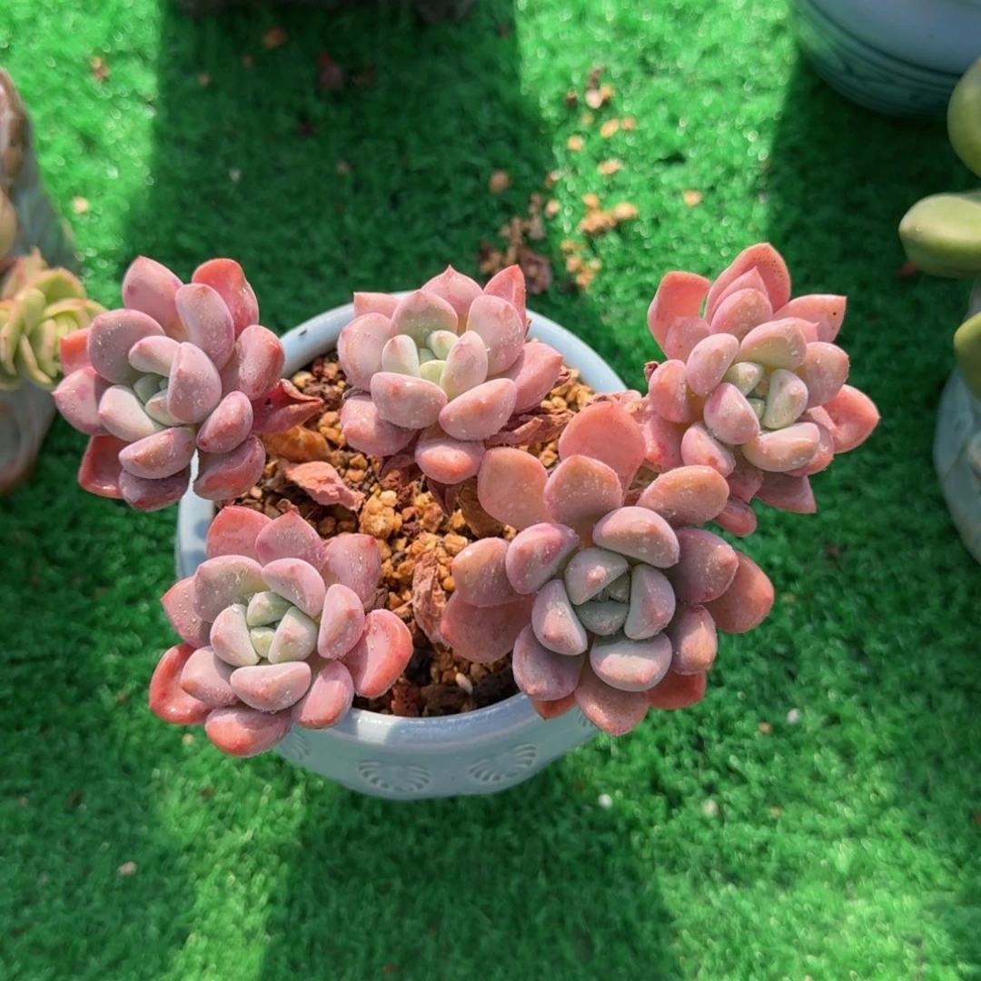 花斑鹿老桩一物一拍