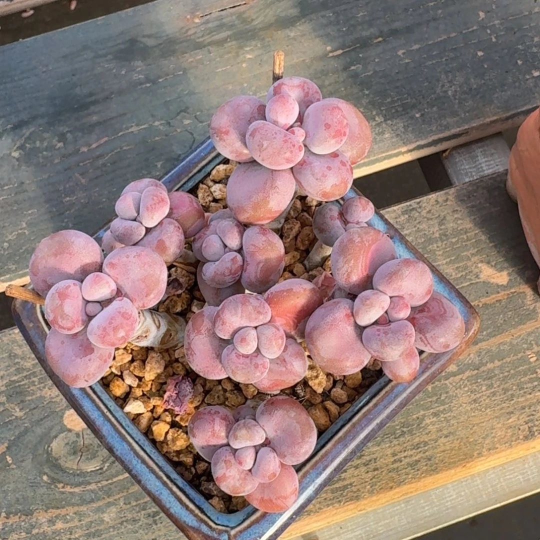 腰子蛋老桩一物一拍210