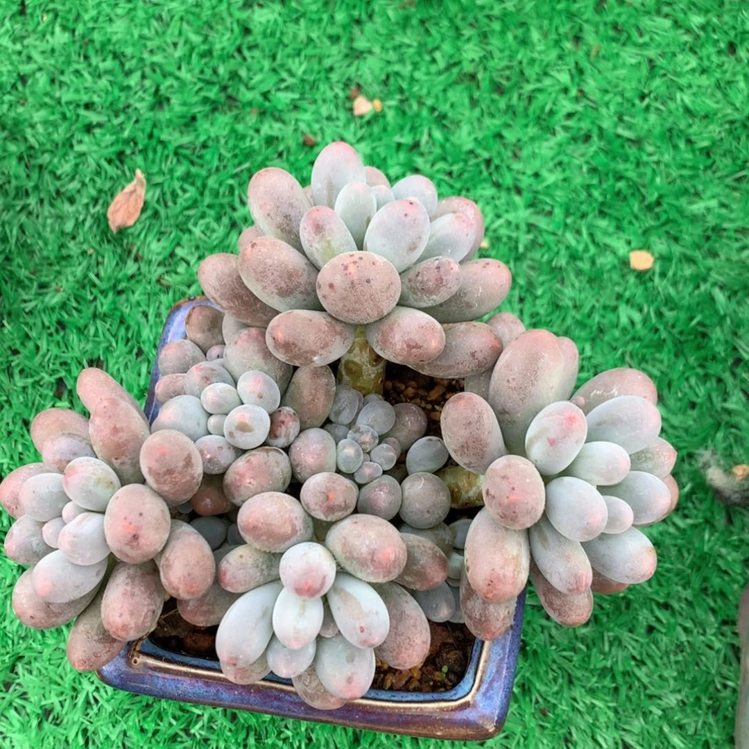 汤圆老桩一物一拍