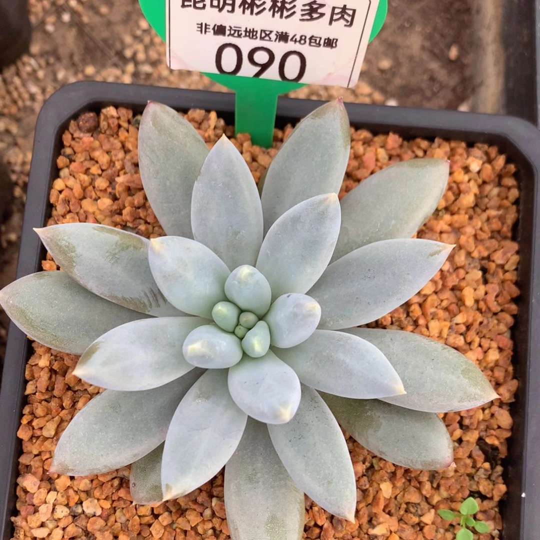 哥特萝莉单头090