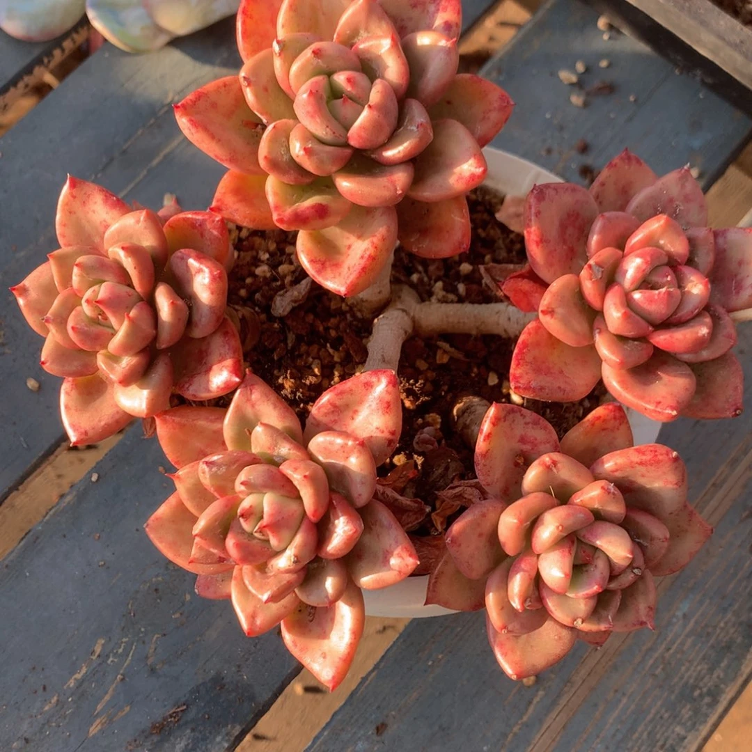 奶油鳄梨老桩一物一拍