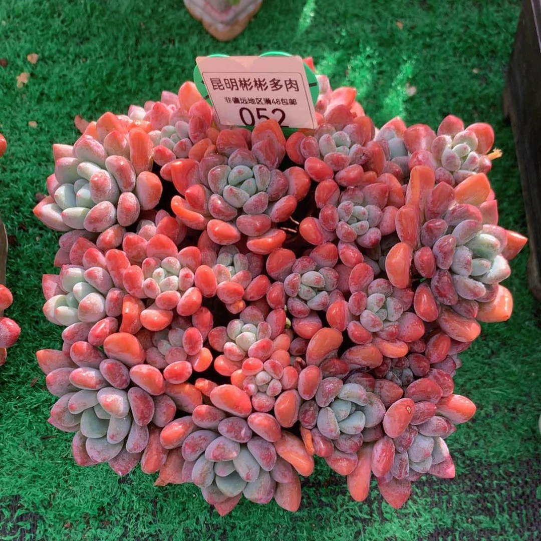 木糖醇老桩无砍052