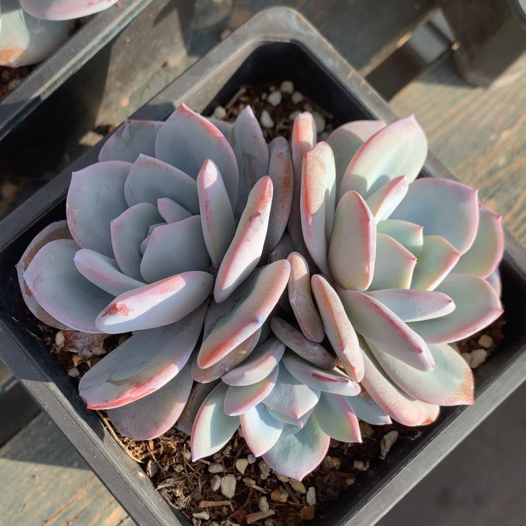 韩版奶茶老桩无砍一物一拍