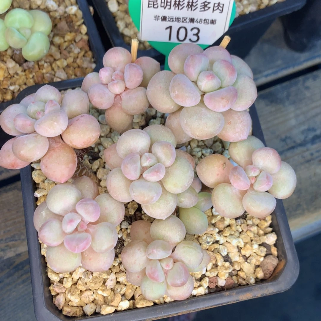 泡泡糖老桩一物一拍