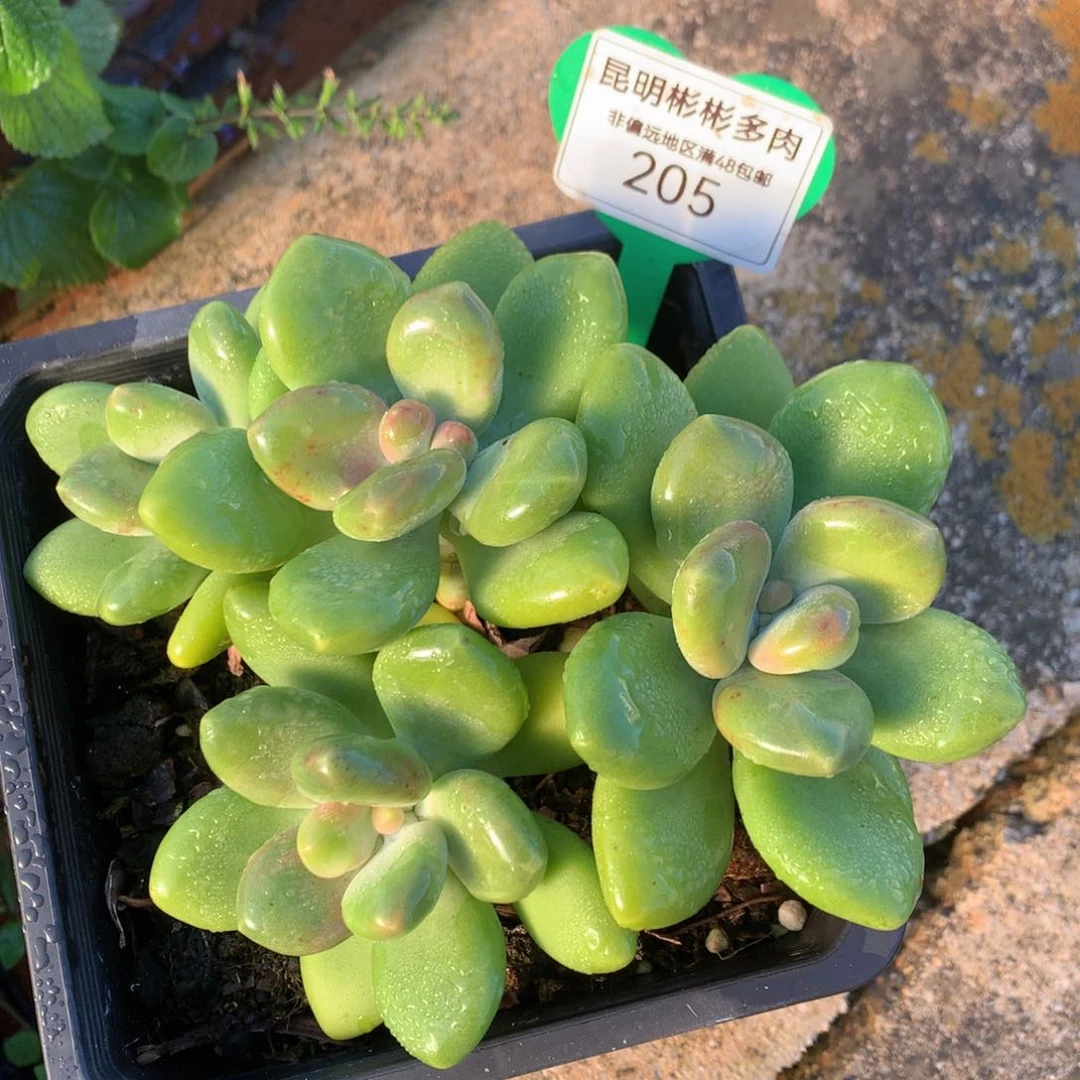 Kk美人老桩无砍205