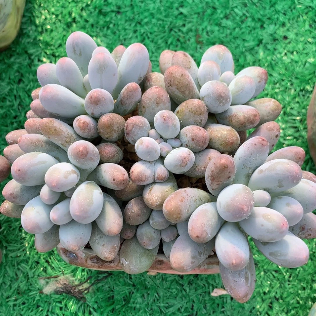 平头汤圆无砍一物一拍
