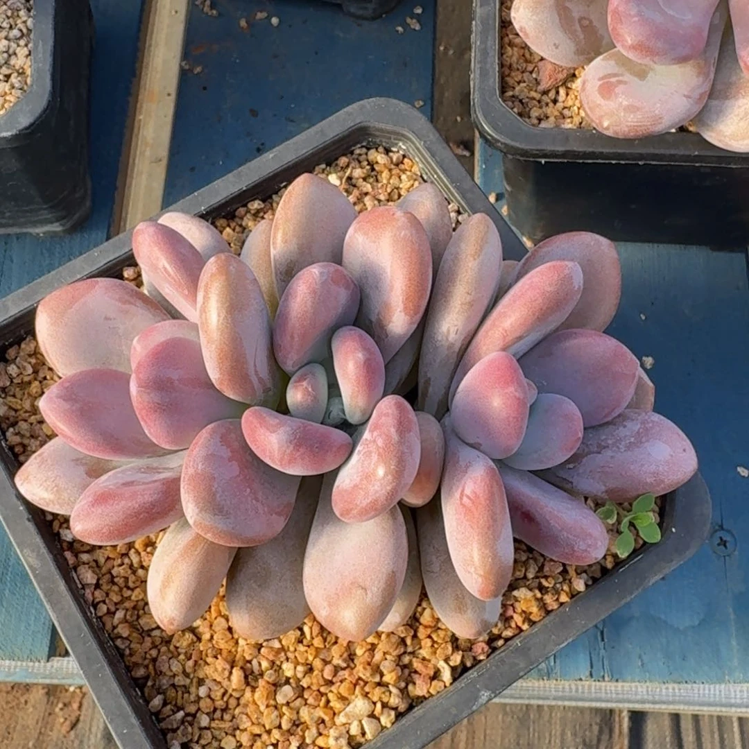 粉兔老桩一物一拍