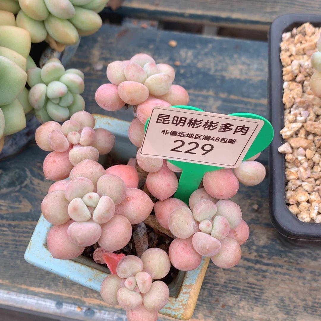 姣*泡泡糖老桩无砍229