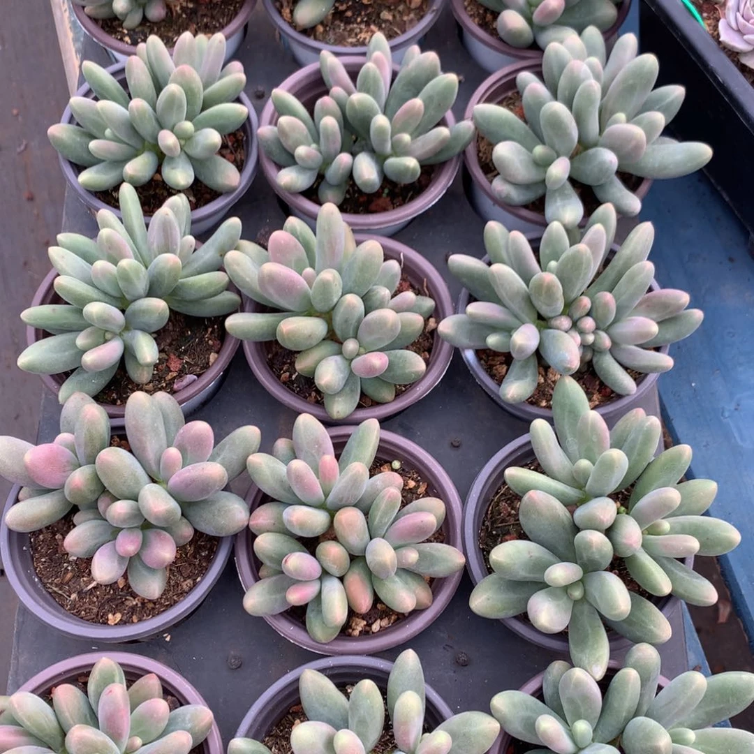 三头糖果美人老桩随机不挑