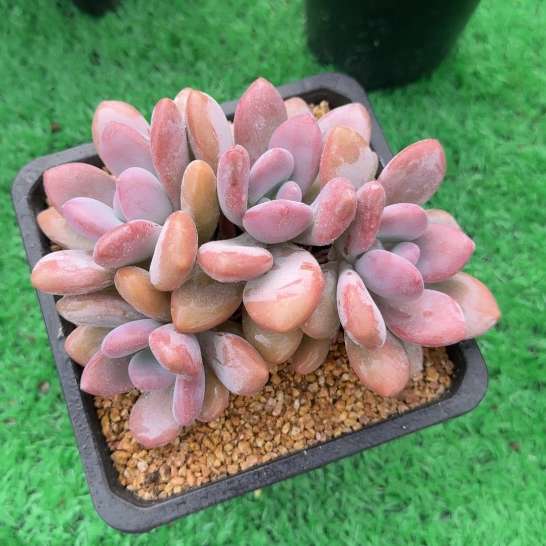 粉兔老桩一物一拍