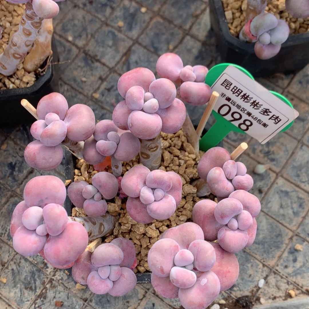 腰子蛋老桩无砍098