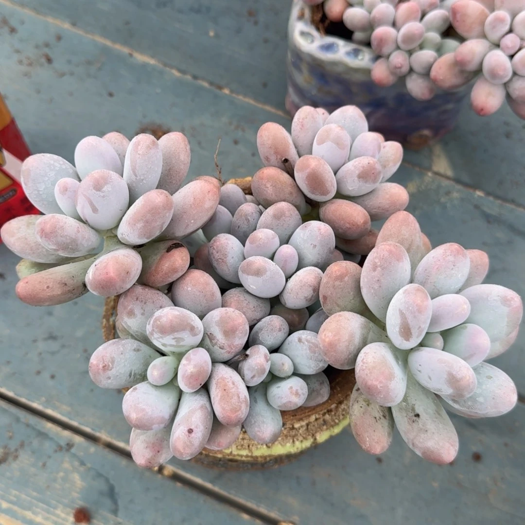 汤圆平头老桩一物一拍
