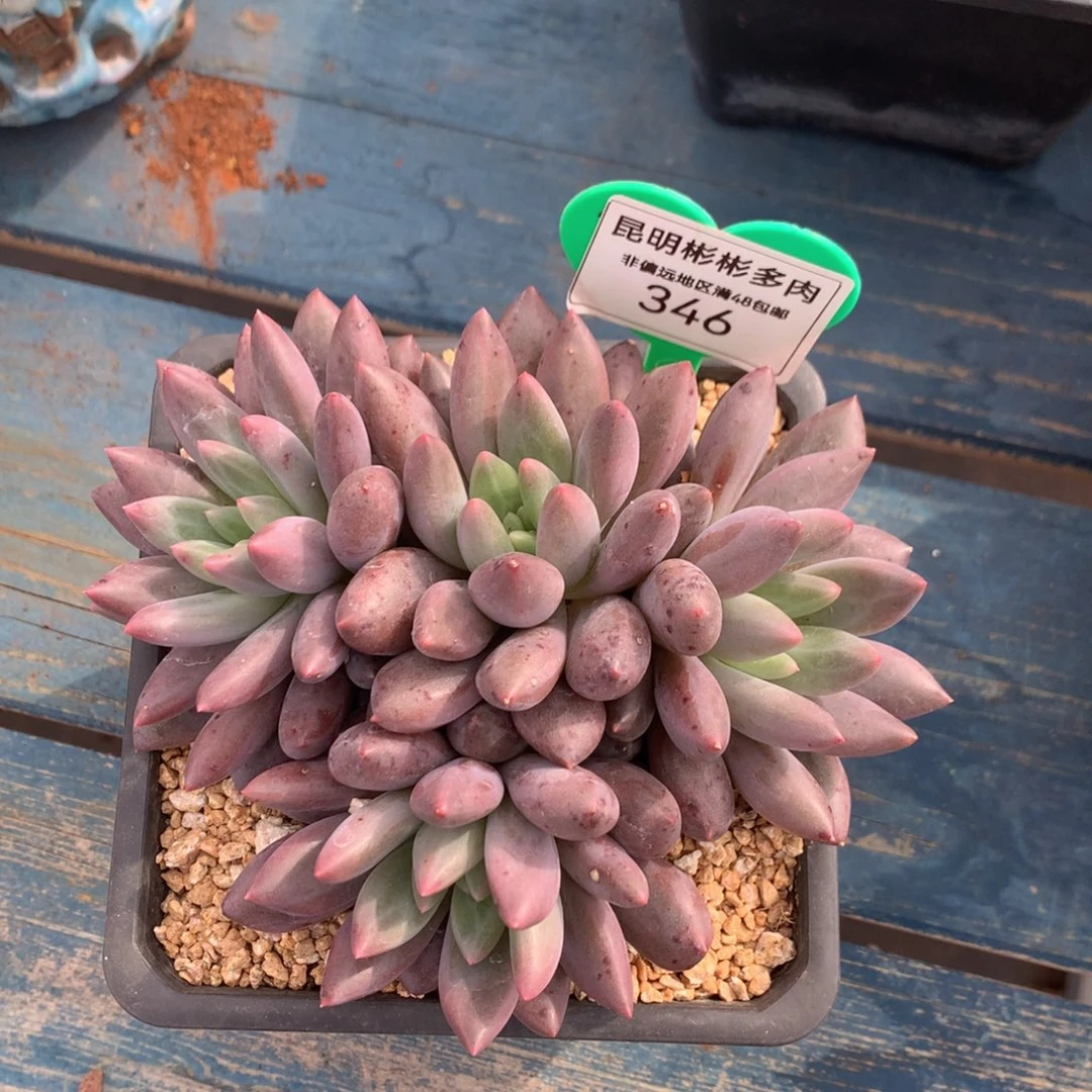 魔*红蜻蜓老桩无砍346