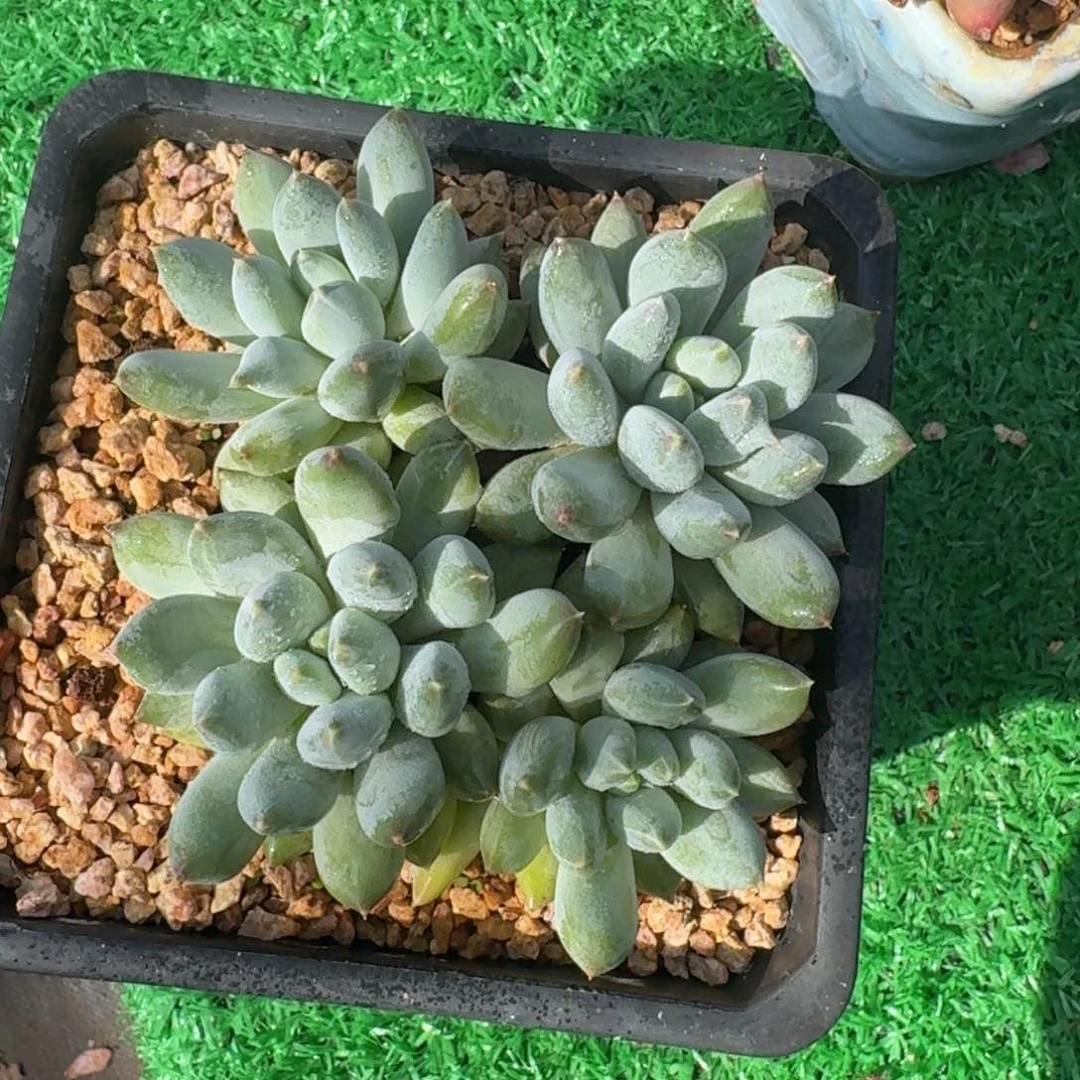 天使之翼老桩一物一拍
