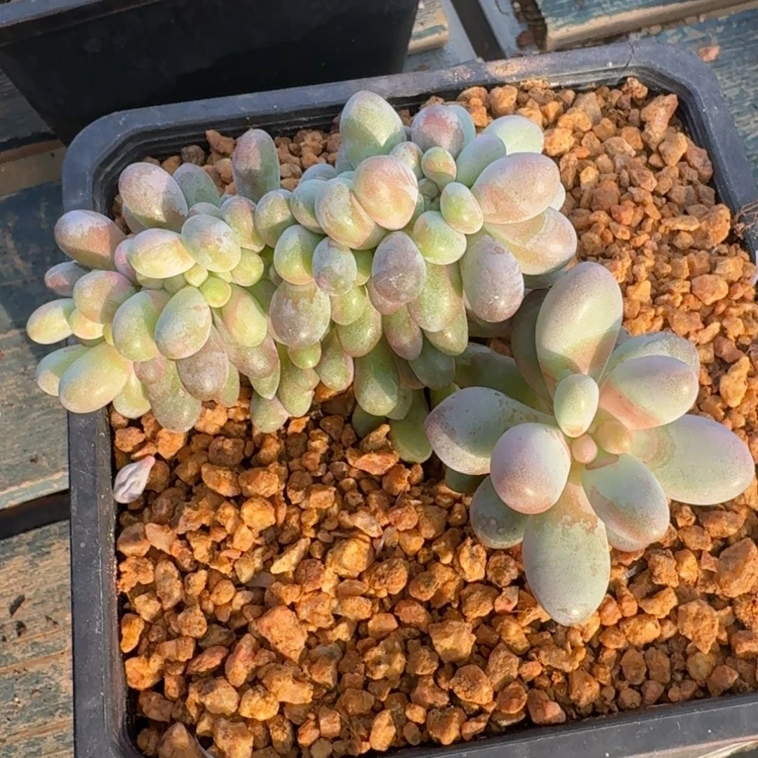 汤圆缀化老桩一物一拍