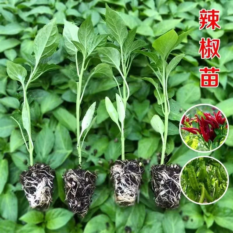 辣椒秧苗带土盆栽地栽朝天椒薄皮牛角椒春季种植特辣高品质基地