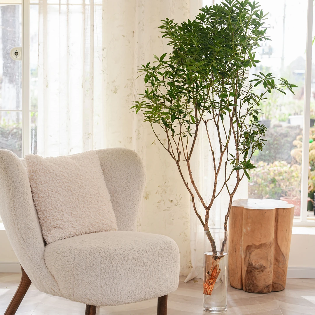 网红马醉木 室内水培客厅装饰简约好养护优选高品质鲜切 自然