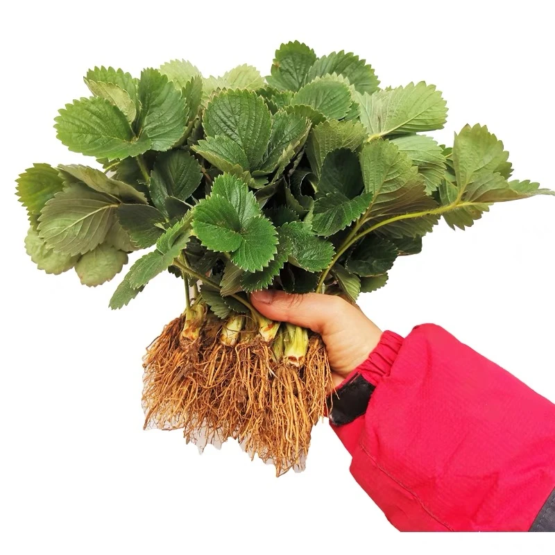 （草=莓）地栽盆栽苗南北方种植栽培