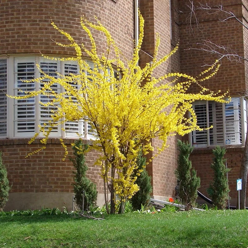 攀缘花卉连翘花苗连翘苗金钟罩花黄老虎树苗庭院植物花黄色