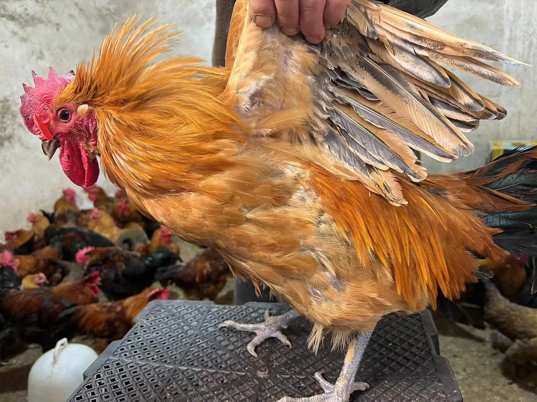 4.5斤左右大公鸡散养土鸡走地鸡粮食鸡苏北草鸡雪山草鸡