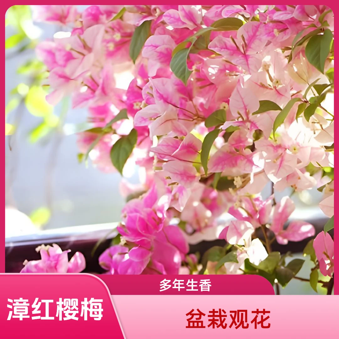 漳红樱三角梅多年生盆栽5度以下勿拍