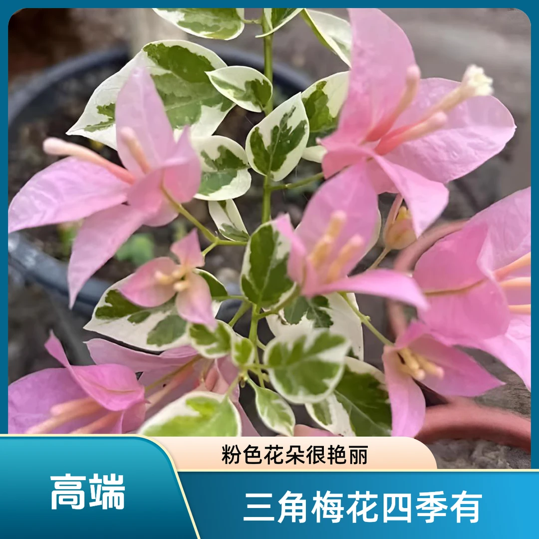 【粉布丁】三角梅高飘嫁接网红爆款四季开花勤花品种阳台露台庭院