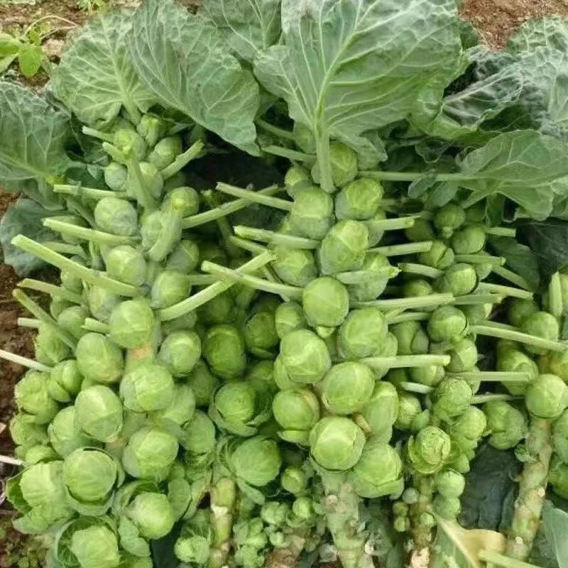小包菜种子特色抱子甘蓝包心菜种四季盆栽大田蔬菜种籽苗庭院