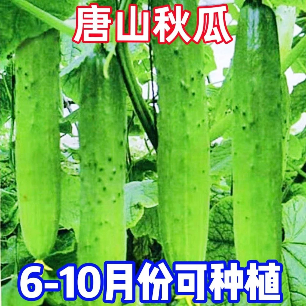 唐山秋瓜黄瓜种子旱水果甜黄瓜种子多汁春夏秋播黄瓜种籽蔬庭院